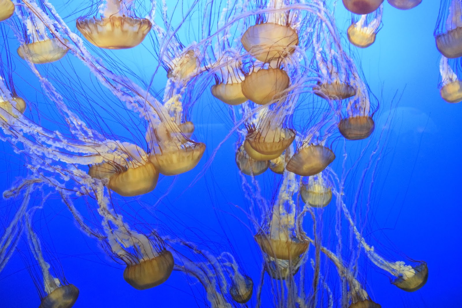 5-most-dangerous-jellyfish-planet-deadly-list