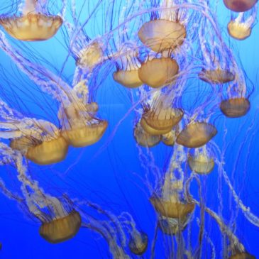 Jellyfish Fun….