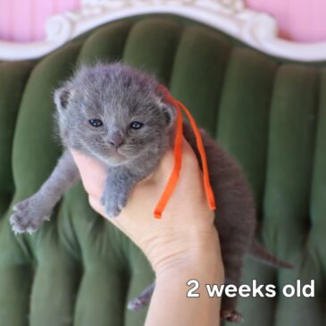 Russian Blue Kittens Available