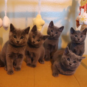 Russian Blue Kittens